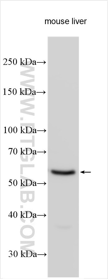 KCNH5