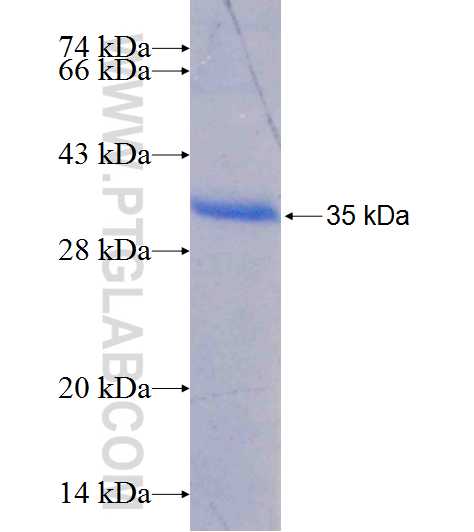KCNH6 fusion protein Ag8153 SDS-PAGE