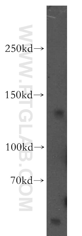 Western Blot (WB) analysis of human brain tissue using KCNH7 Polyclonal antibody (13622-1-AP)