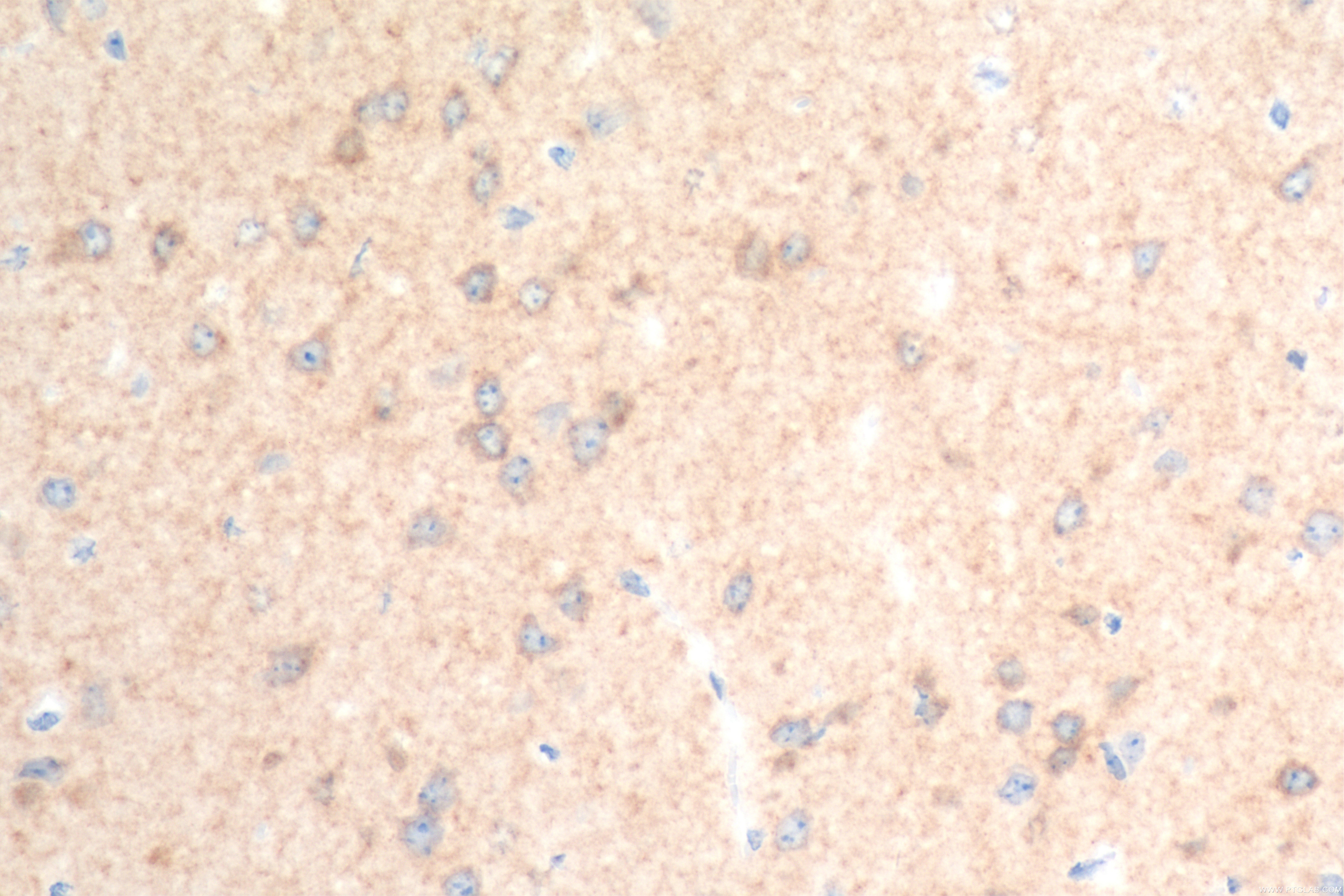 Immunohistochemistry (IHC) staining of mouse brain tissue using KCNH7 Recombinant antibody (83674-1-RR)