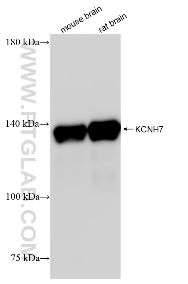 Western Blot (WB) analysis of various lysates using KCNH7 Recombinant antibody (83674-1-RR)