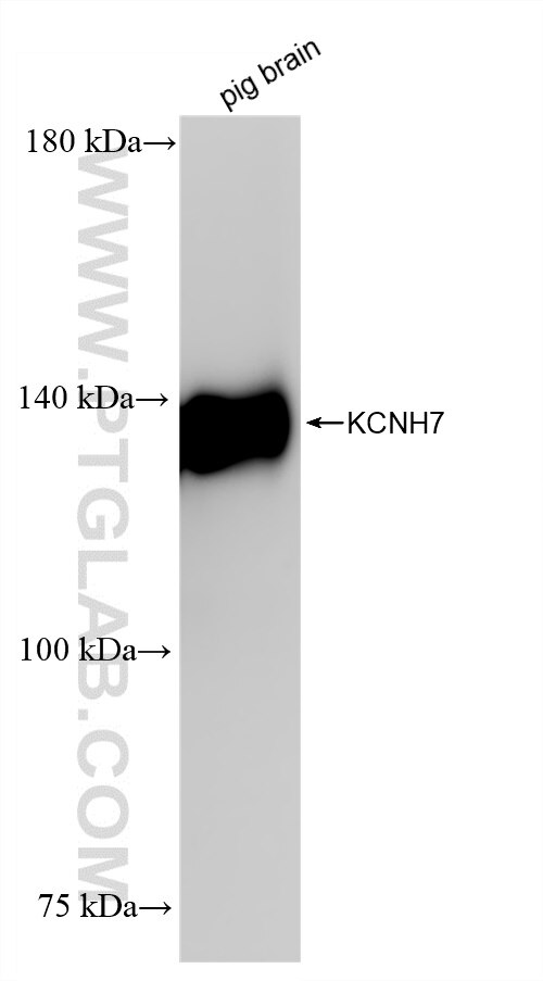 Western Blot (WB) analysis of pig brain tissue using KCNH7 Recombinant antibody (83674-1-RR)