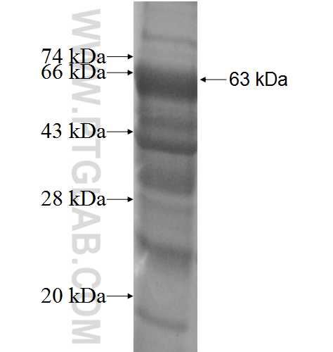 KCNH7 fusion protein Ag4532 SDS-PAGE