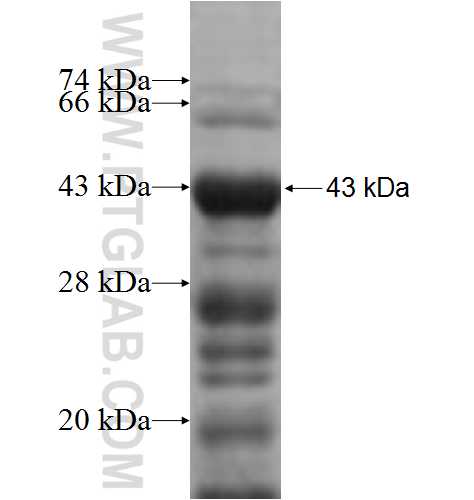 KCNH7 fusion protein Ag4723 SDS-PAGE