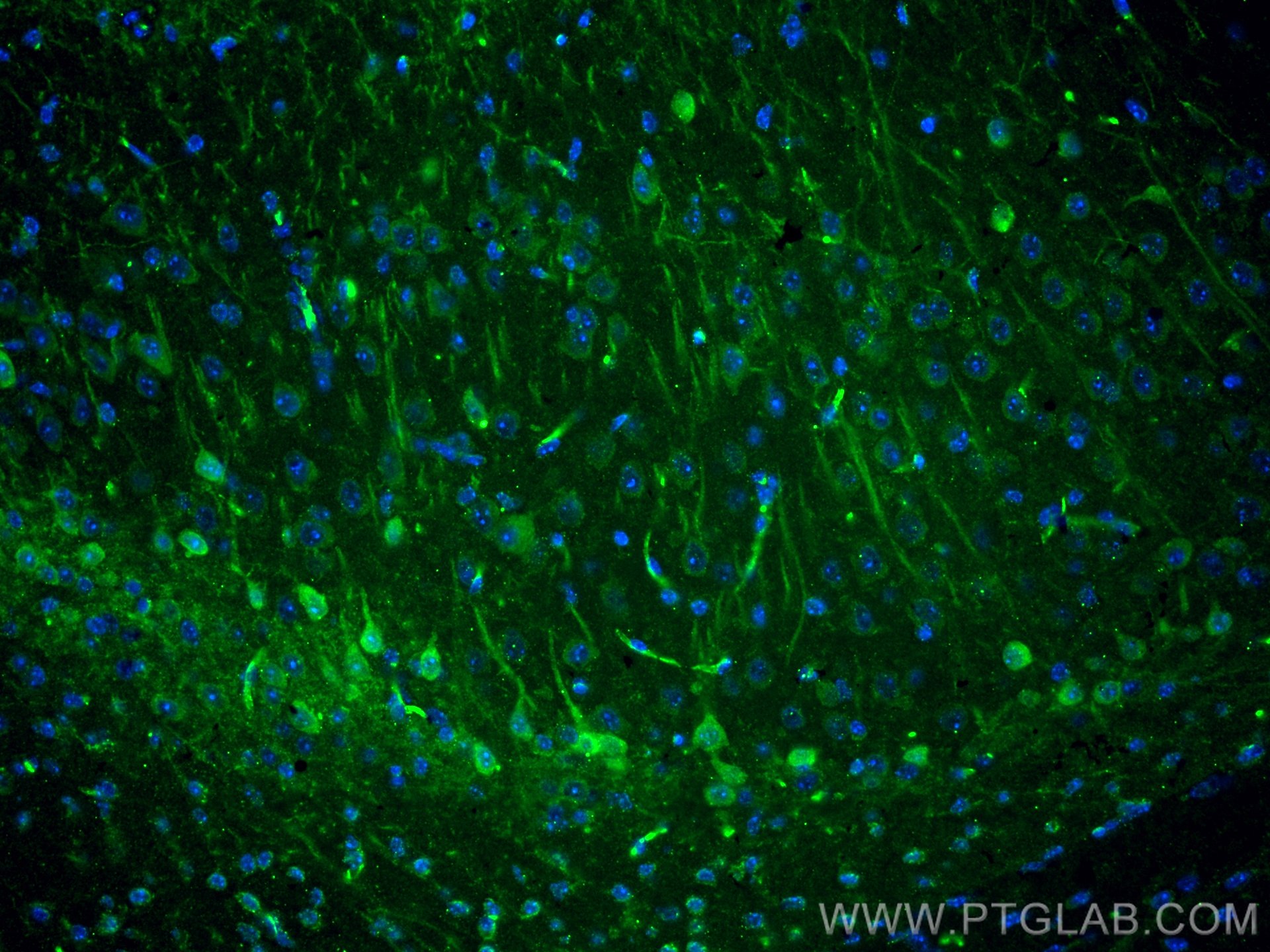 IF Staining of mouse brain using 66439-1-Ig