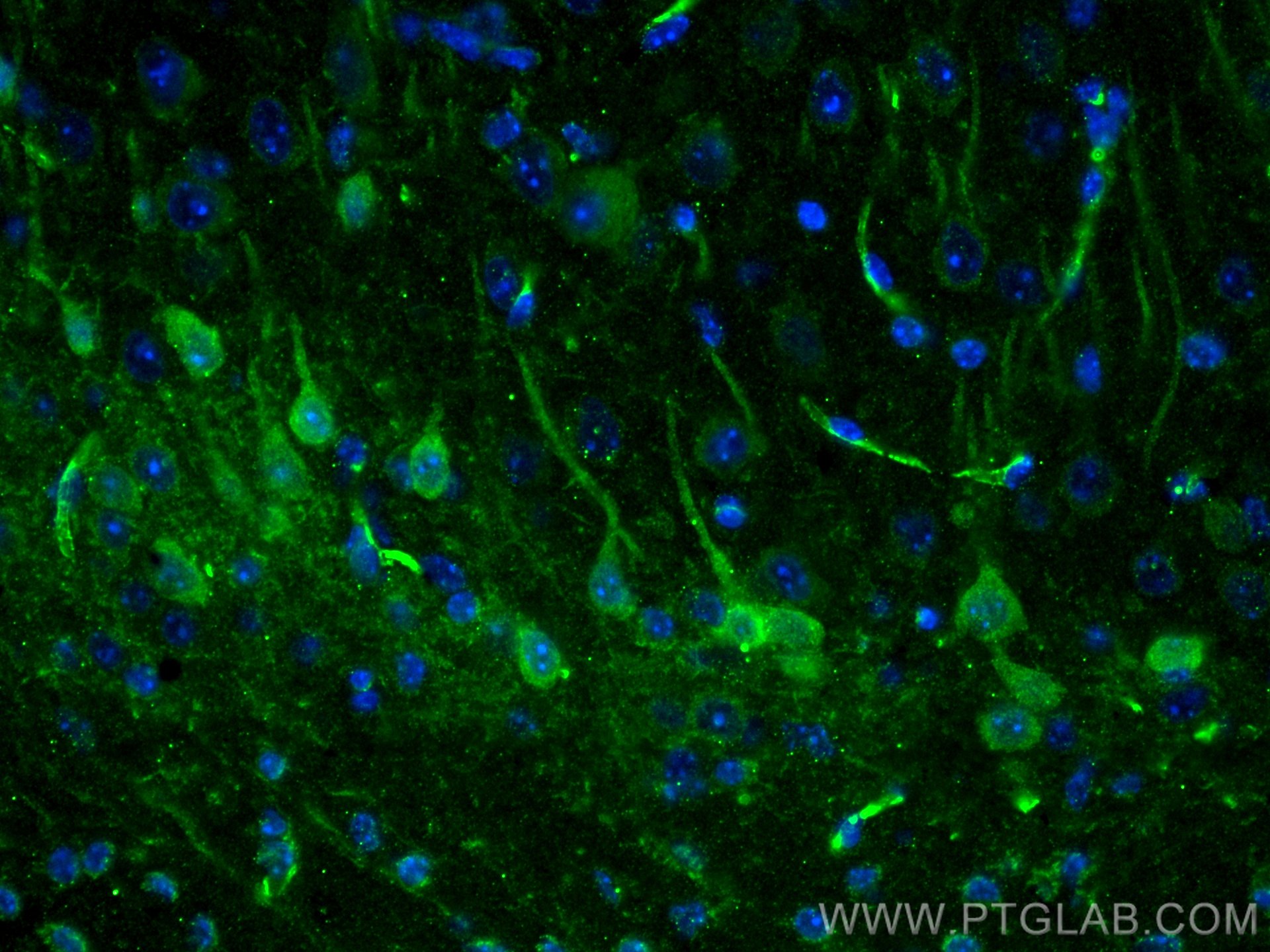 IF Staining of mouse brain using 66439-1-Ig