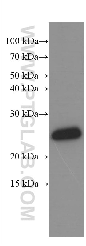 Western Blot (WB) analysis of human cerebellum tissue using KChIP1 Monoclonal antibody (66439-1-Ig)