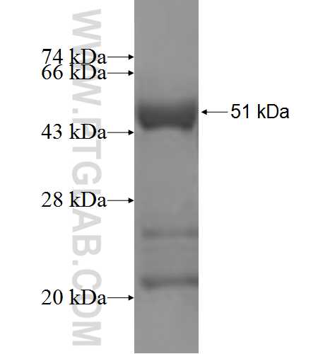 KCNIP1 fusion protein Ag5432 SDS-PAGE