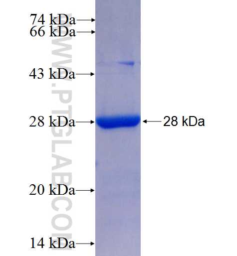 KCNIP1 fusion protein Ag5494 SDS-PAGE