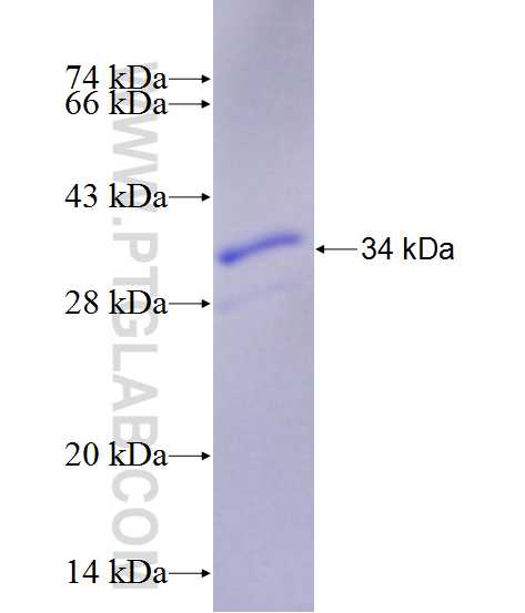 KCNIP2 fusion protein Ag14111 SDS-PAGE