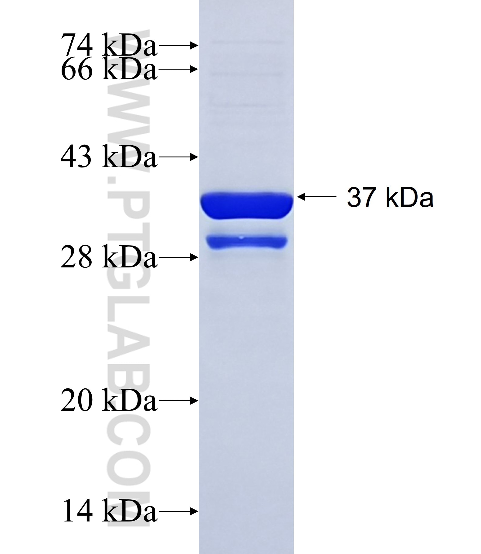 KCNIP2 fusion protein Ag14111 SDS-PAGE