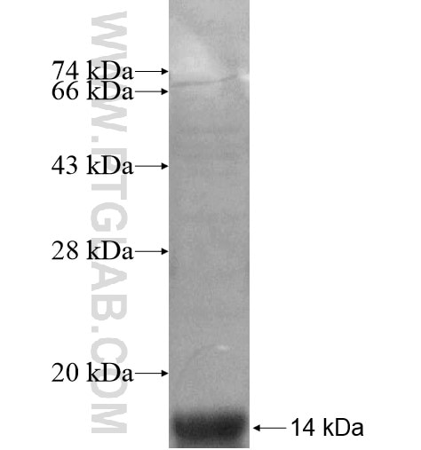 KCNIP2 fusion protein Ag14549 SDS-PAGE