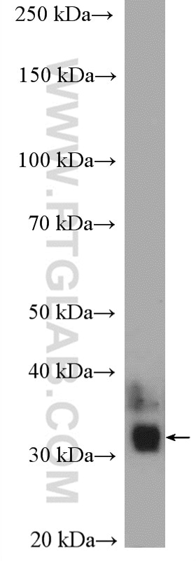 Western Blot (WB) analysis of mouse brain tissue using KCNIP3 Polyclonal antibody (12032-1-AP)