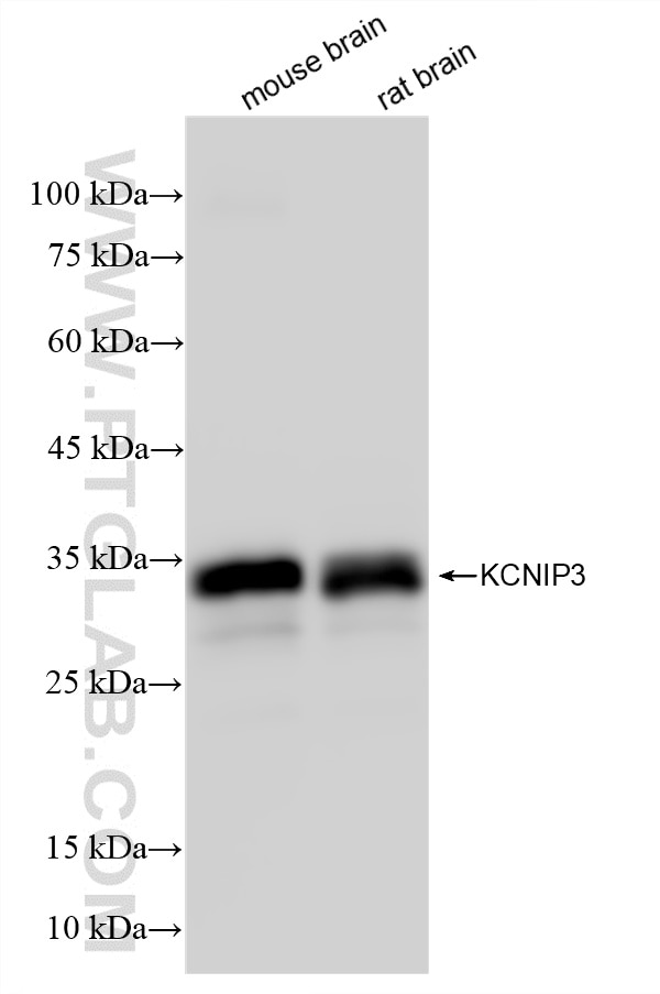Western Blot (WB) analysis of various lysates using KCNIP3 Recombinant antibody (86579-1-RR)