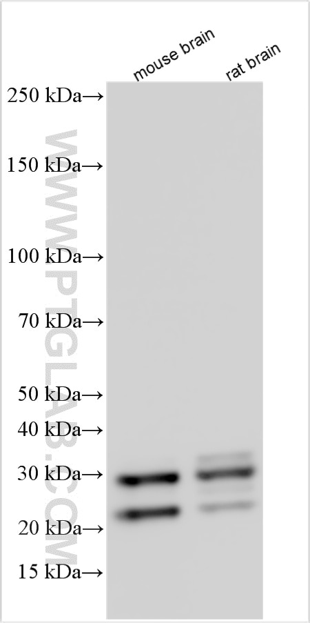 Western Blot (WB) analysis of various lysates using KCNIP4 Polyclonal antibody (13748-1-AP)