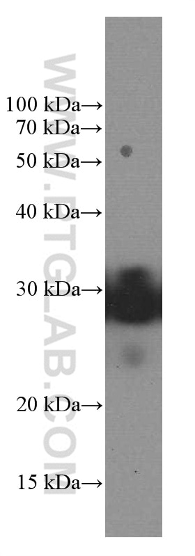 Western Blot (WB) analysis of rat brain tissue using KCNIP4 Monoclonal antibody (60133-1-Ig)