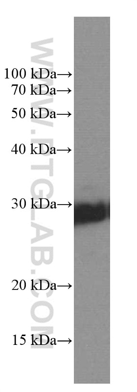 Western Blot (WB) analysis of pig brain tissue using KCNIP4 Monoclonal antibody (60133-1-Ig)
