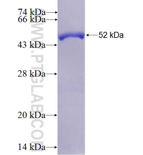 KCNIP4 fusion protein Ag4688 SDS-PAGE