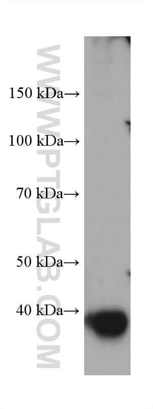 Western Blot (WB) analysis of SH-SY5Y cells using Kir4.1 Monoclonal antibody (66931-1-Ig)