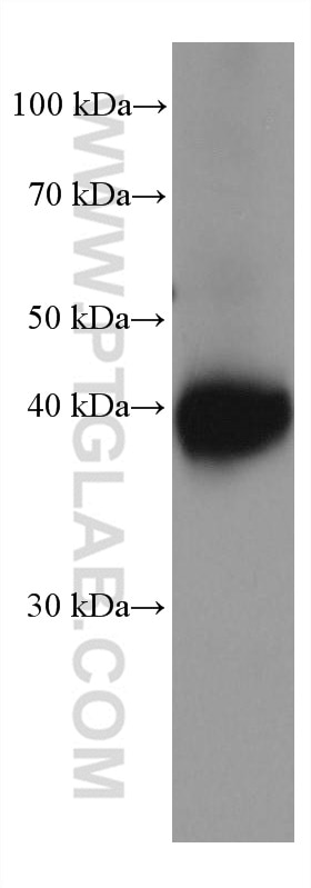 Western Blot (WB) analysis of mouse cerebellum tissue using Kir4.1 Monoclonal antibody (66931-1-Ig)