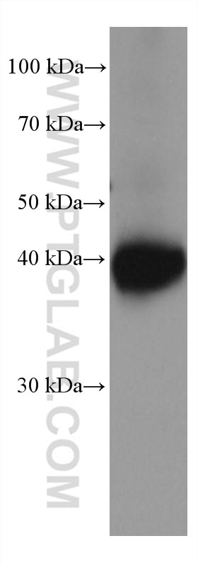 WB analysis of mouse cerebellum using 66931-1-Ig