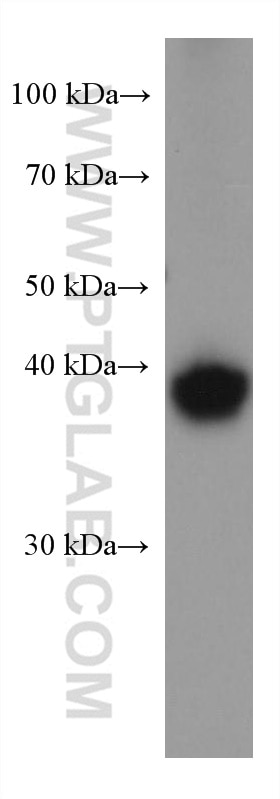 Western Blot (WB) analysis of mouse brain tissue using Kir4.1 Monoclonal antibody (66931-1-Ig)