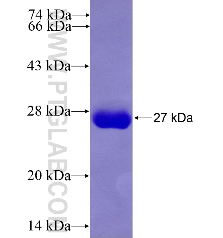 KCNJ10 fusion protein Ag16785 SDS-PAGE