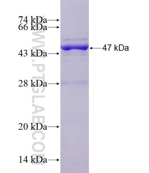 KCNJ10 fusion protein Ag3182 SDS-PAGE