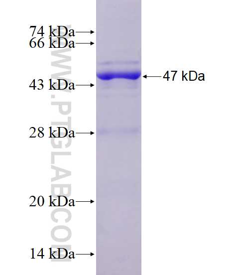 KCNJ10 fusion protein Ag3182 SDS-PAGE