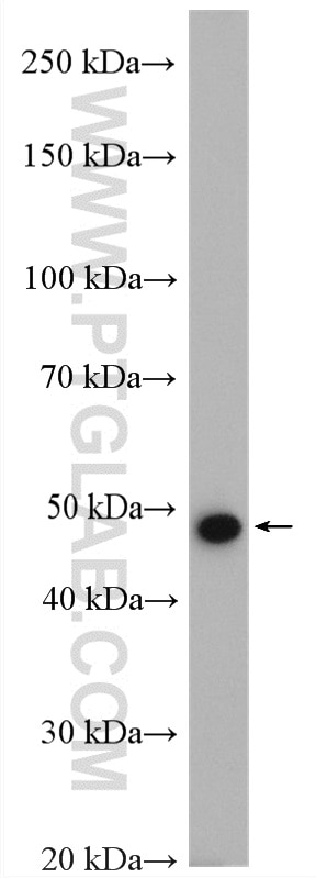 Western Blot (WB) analysis of rat heart tissue using Kir6.2 Polyclonal antibody (16920-1-AP)