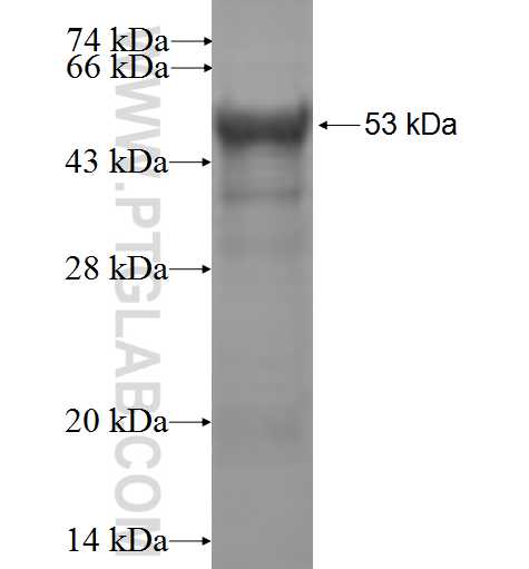 KCNJ12 fusion protein Ag5349 SDS-PAGE