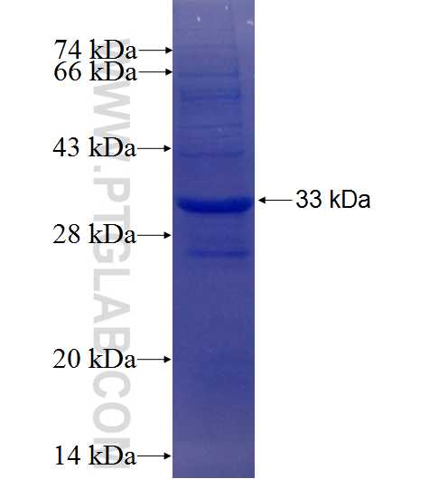 KCNJ12 fusion protein Ag5517 SDS-PAGE