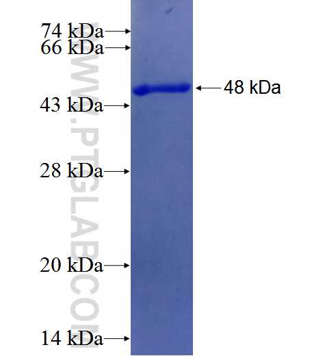 KCNJ13 fusion protein Ag3327 SDS-PAGE