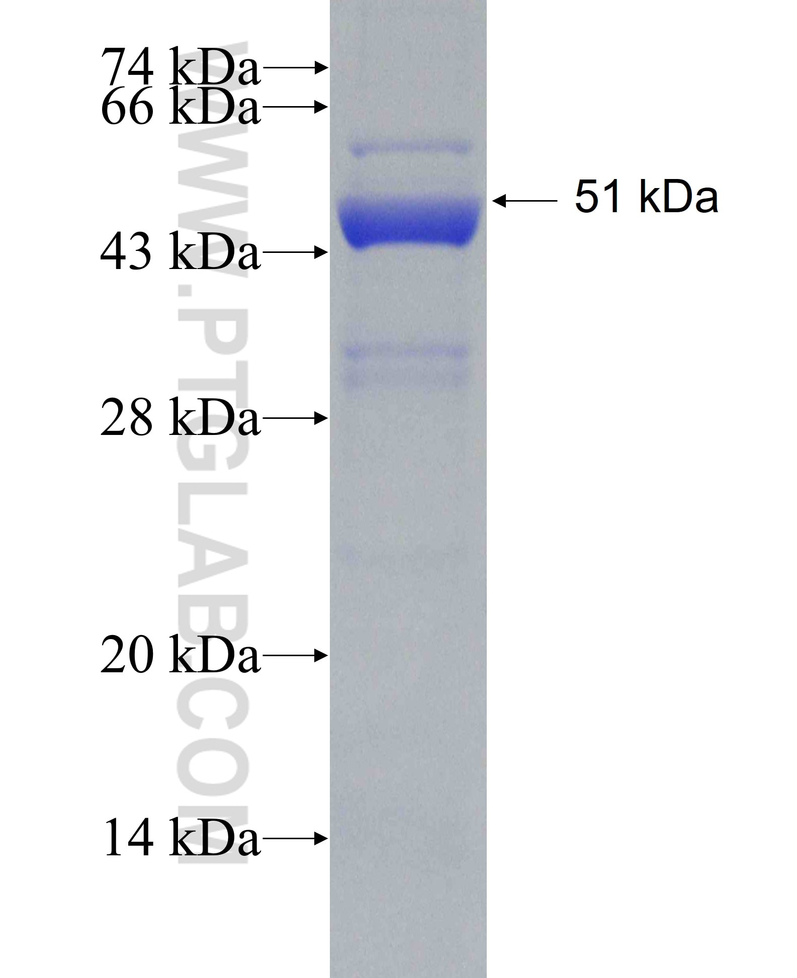 KCNJ13 fusion protein Ag3327 SDS-PAGE