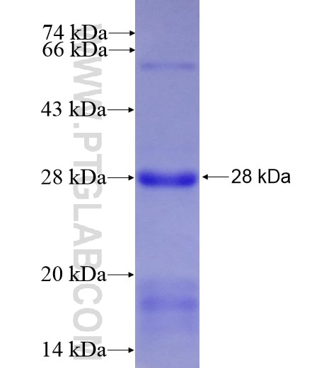 KCNJ13 fusion protein Ag8295 SDS-PAGE