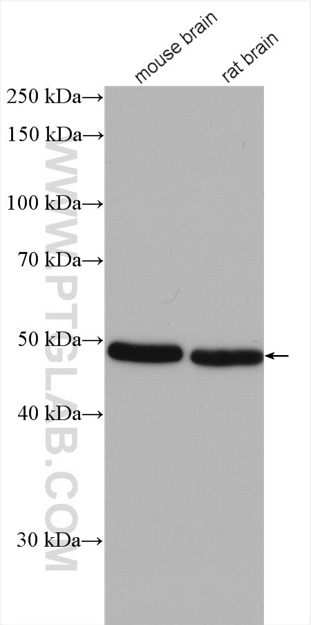 Western Blot (WB) analysis of various lysates using KCNJ14 Polyclonal antibody (14171-1-AP)