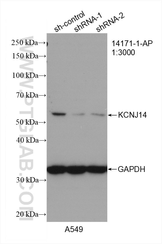 Western Blot (WB) analysis of A549 cells using KCNJ14 Polyclonal antibody (14171-1-AP)