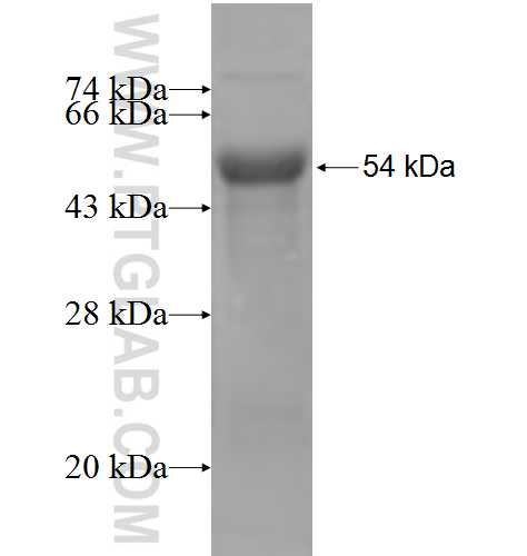 KCNJ14 fusion protein Ag5370 SDS-PAGE