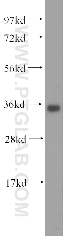 Western Blot (WB) analysis of HepG2 cells using KCNJ15 Polyclonal antibody (15988-1-AP)