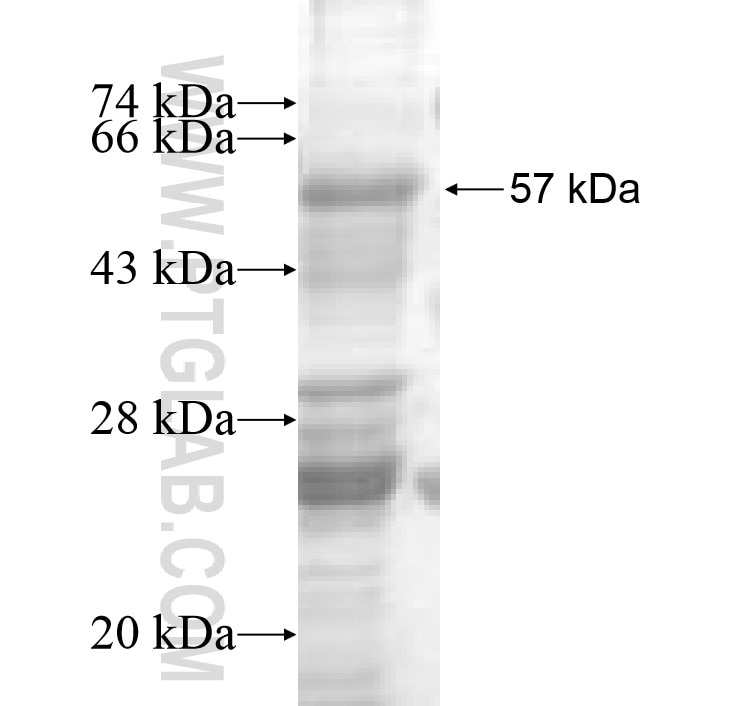 KCNJ15 fusion protein Ag8795 SDS-PAGE
