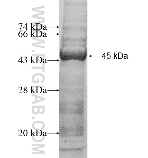 KCNJ3 fusion protein Ag10844 SDS-PAGE