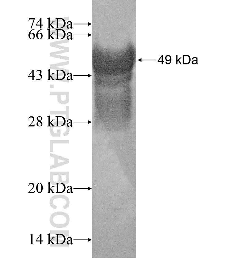 KCNJ4 fusion protein Ag17746 SDS-PAGE