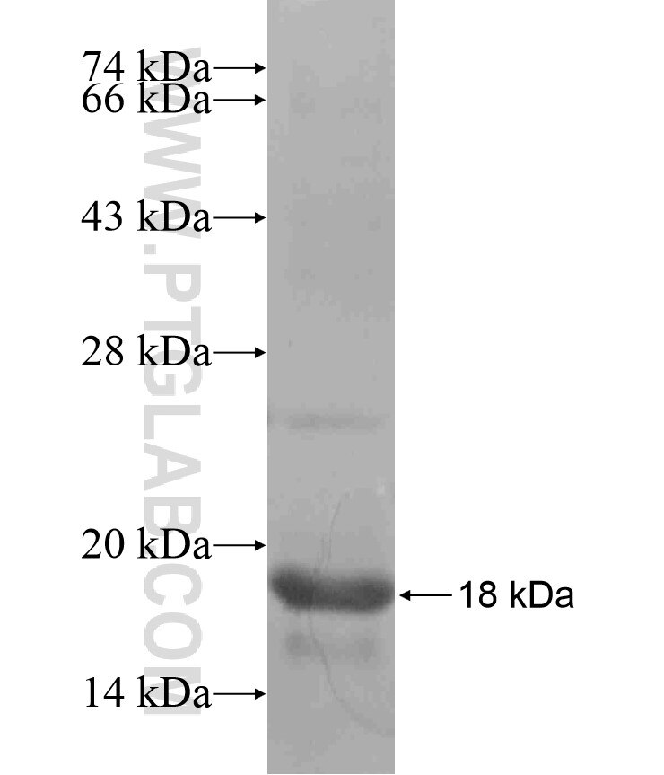 KCNJ4 fusion protein Ag17857 SDS-PAGE