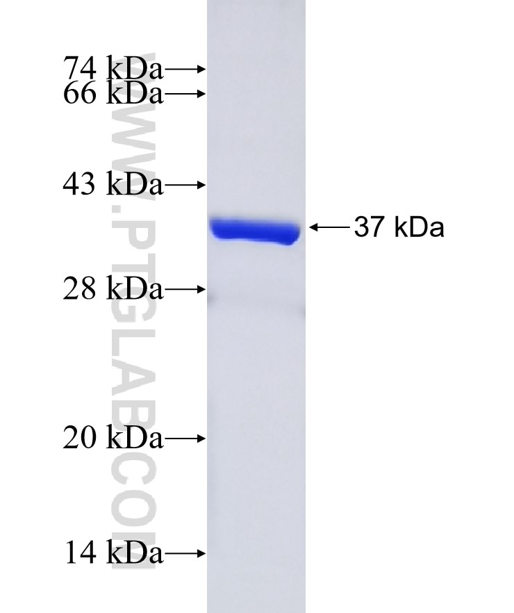 KCNJ6 fusion protein Ag16344 SDS-PAGE