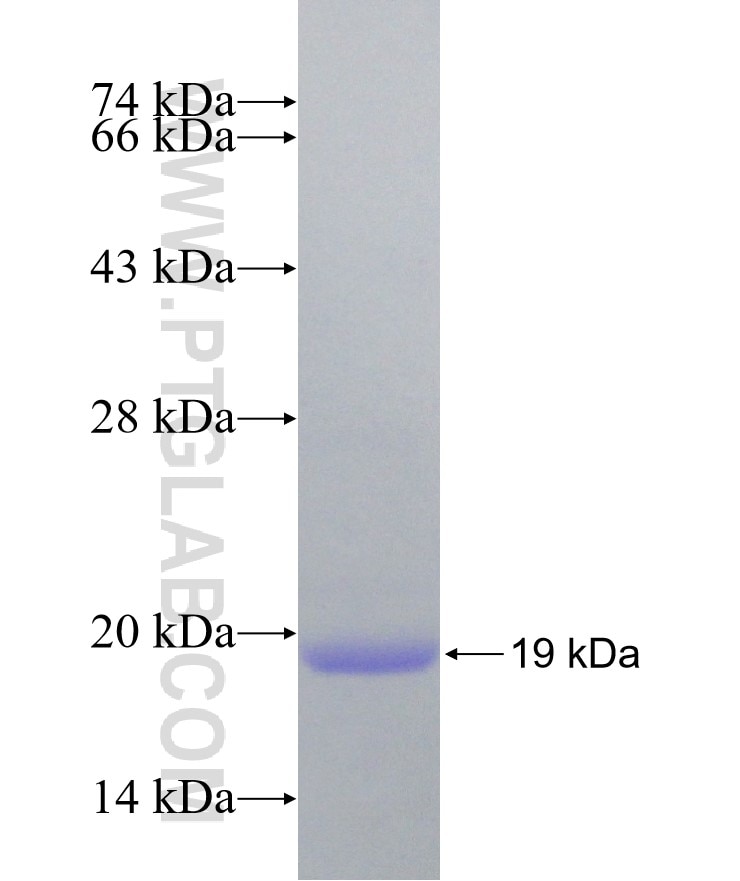 KCNJ6 fusion protein Ag18072 SDS-PAGE