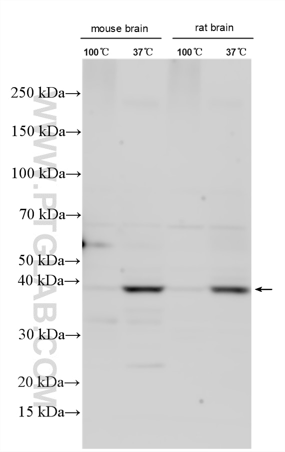 Western Blot (WB) analysis of various lysates using KCNJ9 Polyclonal antibody (31742-1-AP)