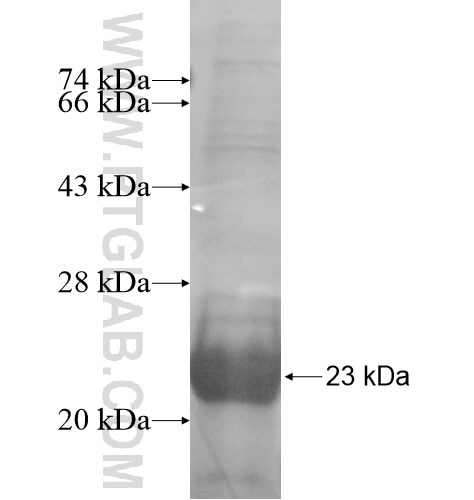 KCNK1 fusion protein Ag14382 SDS-PAGE