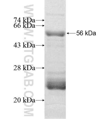 KCNK10 fusion protein Ag12349 SDS-PAGE