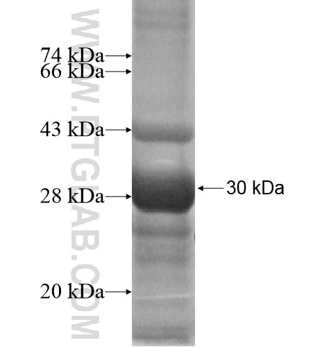 KCNK10 fusion protein Ag12620 SDS-PAGE