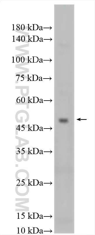 Western Blot (WB) analysis of mouse kidney tissue using KCNK12 Polyclonal antibody (29762-1-AP)